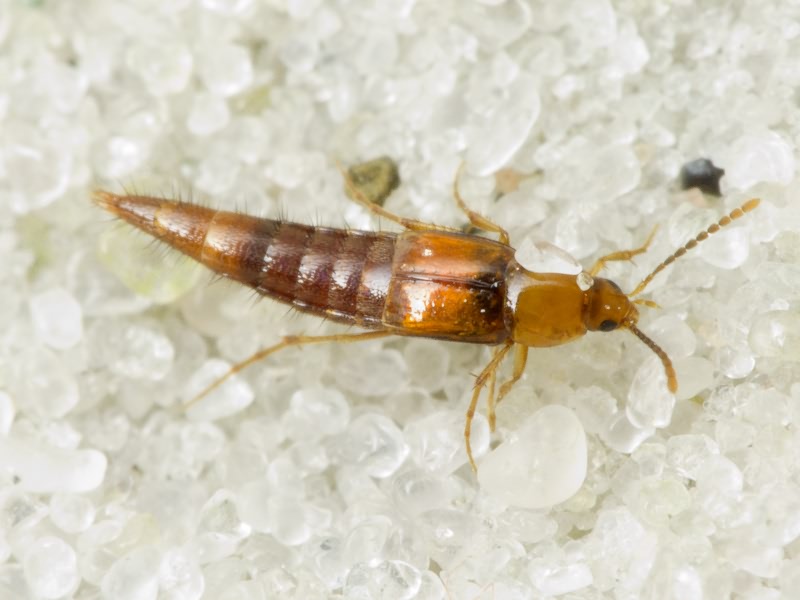 Ischnosoma splendidum (Gravenhorst, 1806)